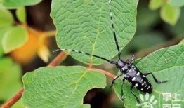 天牛哥爆料视频完整版,完整版内容深度解析