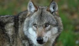 狼3在线观看,在线观影之旅，揭秘暗黑森林的终极对决